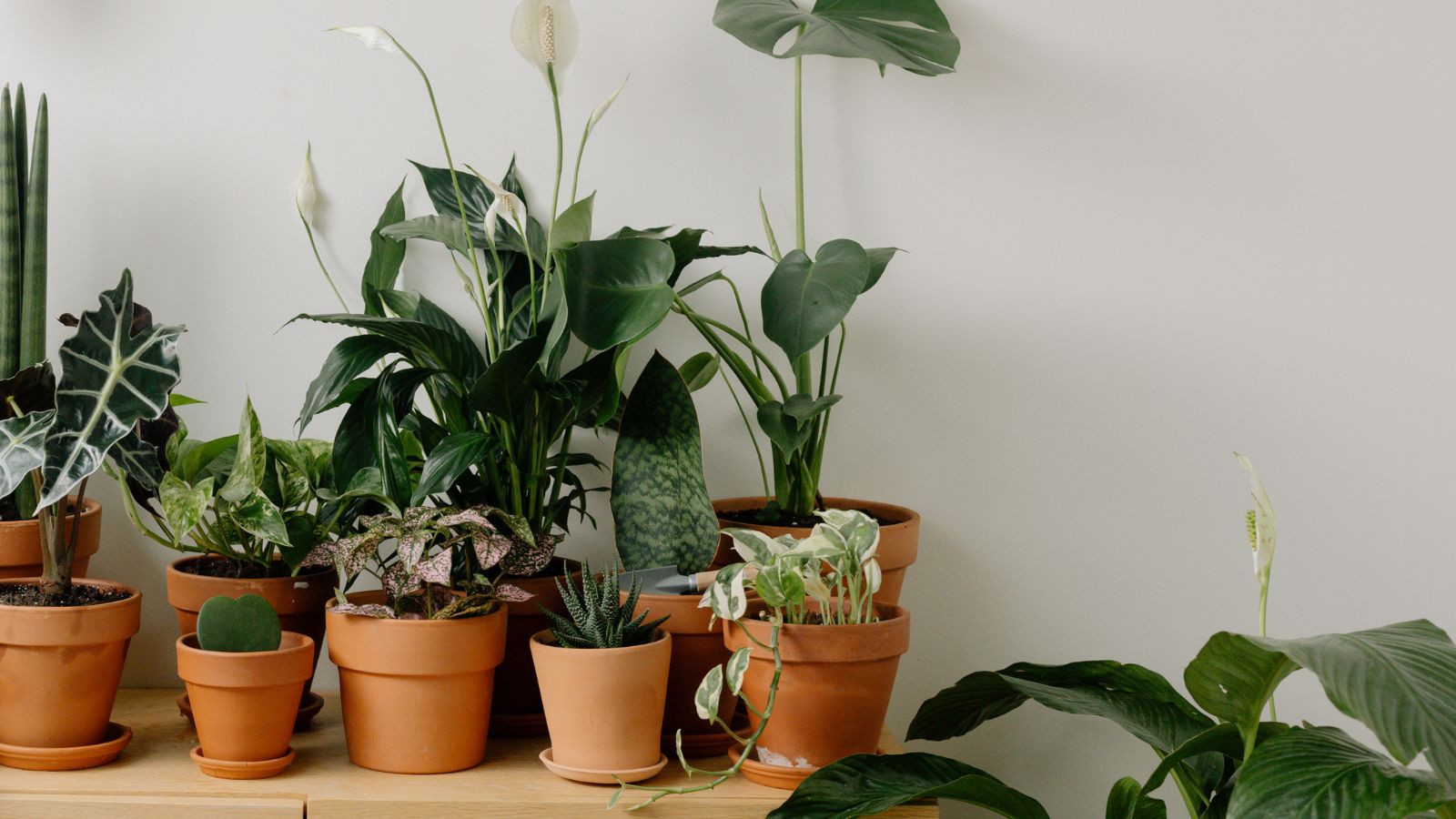 What Are Plant Clips Used For
